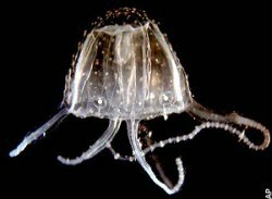 Irukandji jellyfish