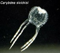 Irukandji jellyfish